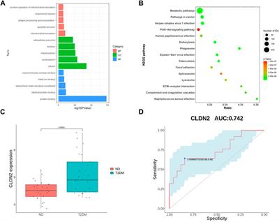 Identification of claudin-2 as a promising biomarker for early diagnosis of pre-diabetes